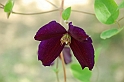 Fiori, Piante, natura_36